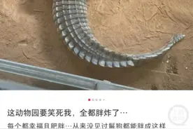 动物园动物集体“胖炸”，园方说……图片