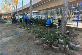 精细管护不停歇  守护高架的繁花似锦图片