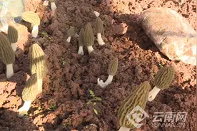 云南南华：“小菌子”撑起“大产业”图片