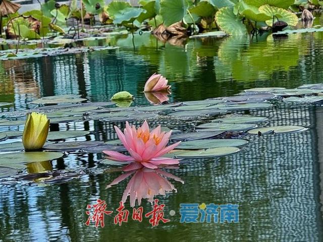 济南奥体中心荷花池内莲花绽放 为初秋添彩 | 一年四季 泉在济南