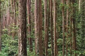 南平市林业生态文明实践基地【7】：南平茫荡山国家级自然保护区图片