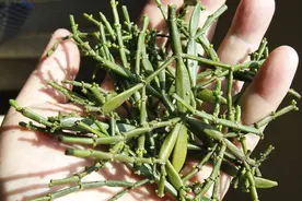 景迈山古茶林“螃蟹脚”春采季：生态特产助茶农增收图片