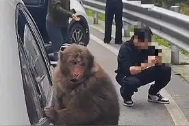 “人兽冲突”如何化解？投喂野生动物是爱还是害？专家：邻居间更要有“边界感”图片