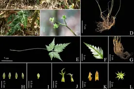 新物种！云南发现“极危”南高黎贡黄连图片