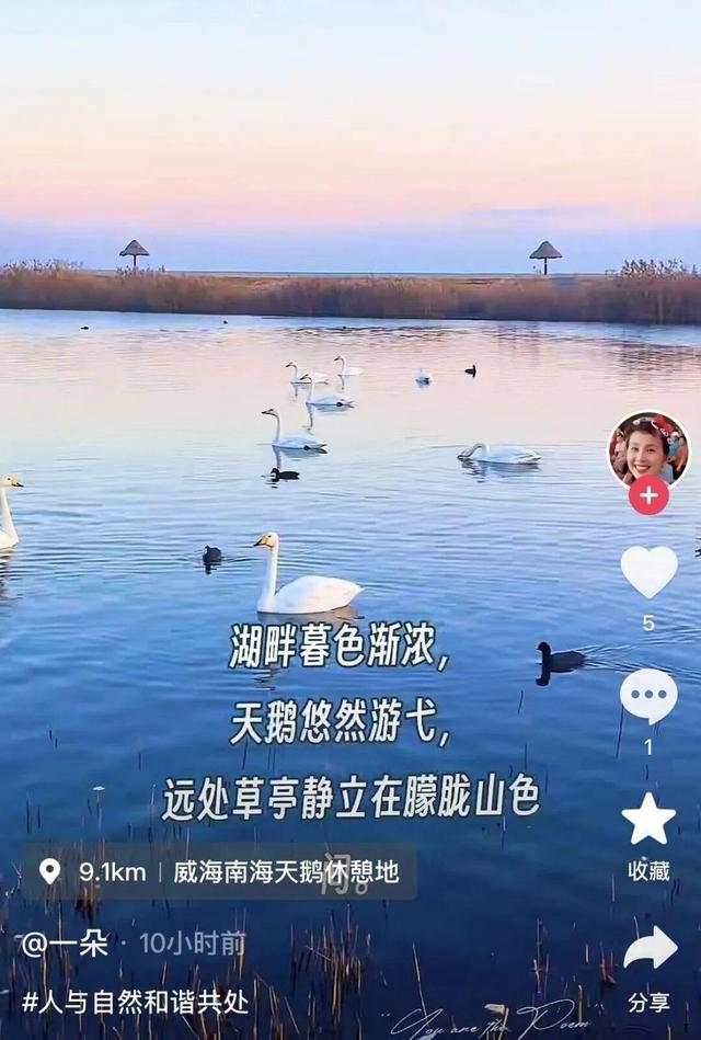 南海新区：碧海旭日天鹅舞