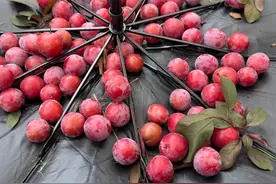 红彤彤水灵灵的果子，在杭州街头大量成熟，看着诱人但能吃吗？图片