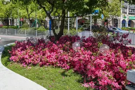 家门口逛公园丨9000余株杜鹃花争奇斗艳，一起去逛“杜鹃湾”街心花园图片