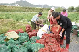 茂名信宜北界甘棠村迎来大丰收，产量达15万公斤图片