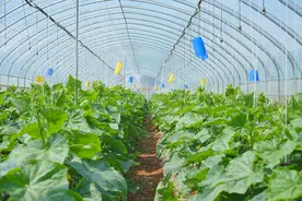 云南有机农业重大科技专项通过验收图片