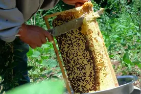 冬季养生“蜜”诀：秦岭中蜂产业助力西安乡村振兴图片