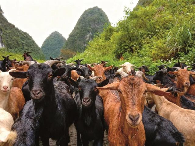 成立70周年！今天，用50图带你走进魅力瑶山