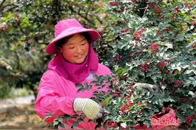 甘谷：22万亩花椒陆续成熟进入采摘期图片