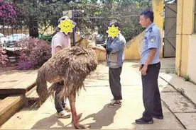擒鸵鸟、抓大蛇、喂养猫头鹰……救助迷路动物 昆明警方很忙图片