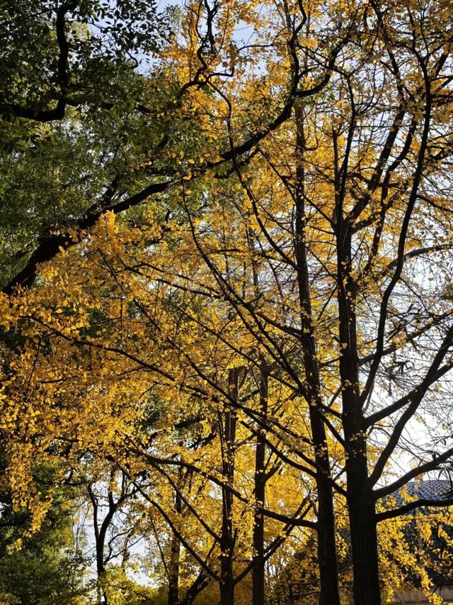 遇见丨开福上新色：捕捉开福黄调时刻