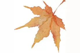 合格评定：助力电子商务高质量发展——2024合格评定服务贸易便利化论坛综述图片