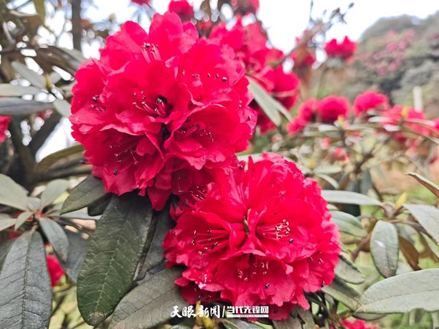 春山爽居 花海畅游|在阿西里西邂逅千年杜鹃