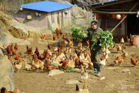 湖南新邵：走地土鸡变身致富“金凤凰”图片