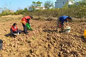 情暖乡村，鄂东高速助力农作物丰收图片