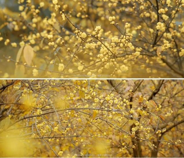 周末赶紧冲！趁着阳光明媚去寻香→