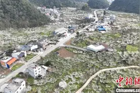 广西凌云万亩李花进入盛放期 农旅融合促振兴图片