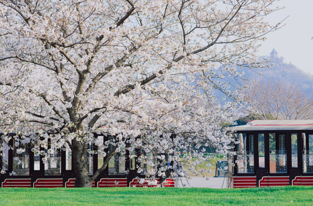 上海赏花正当时，不只好看还好玩