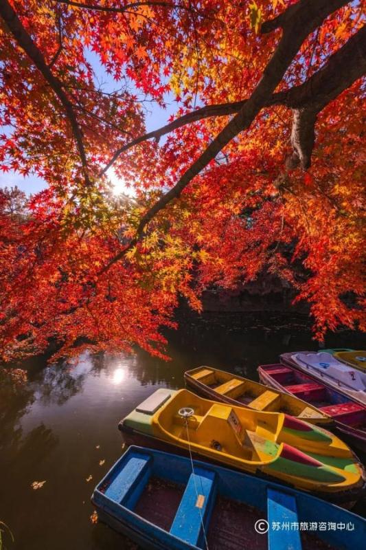 火上央视！苏州变身“黄金州”