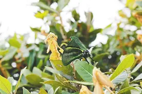 野外生存数量远少于大熊猫！这种名贵蝴蝶再现海南图片