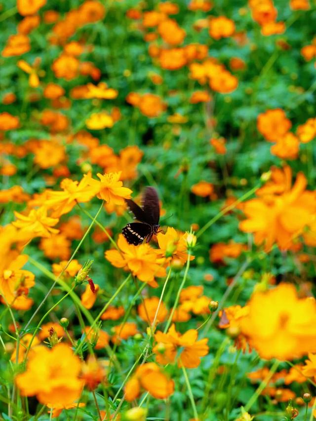 秋日惊喜！千岛湖花海正热烈~
