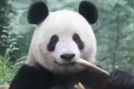 今年已有15只旅外大熊猫回国！图片