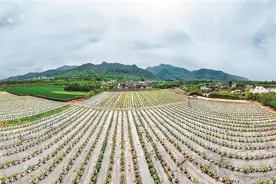 秦岭脚下“蓝莓花开” “丰”景“莓”好图片
