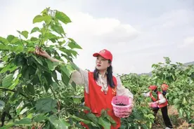 800余棵果树有了“主人”，他们来自成渝、深圳、广州等地图片