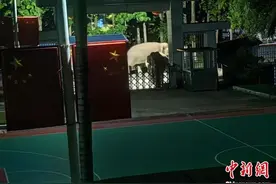 云南西双版纳：十余头野生亚洲象深夜警营打卡图片