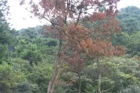 这种违法行为很多人都不知道，私自砍伐枯死树木也违法图片