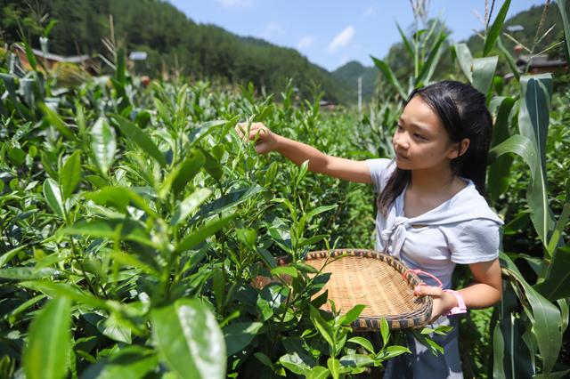 印江：梵净山下乡村避暑康养游清凉出圈
