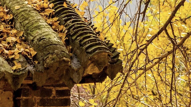 河南银杏进入“颜值巅峰”！这份捡秋攻略赶紧码住！