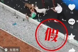 东莞有比特犬咬伤儿童？真相是......图片