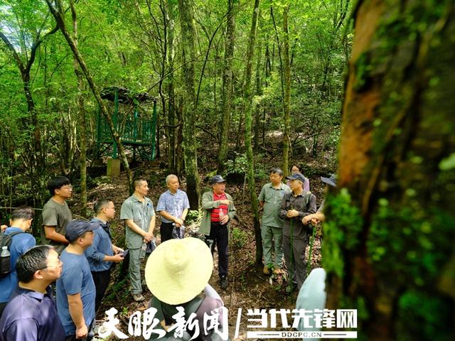 中国森林生物多样性监测网络（CForBio）专家组考察贵州大样地