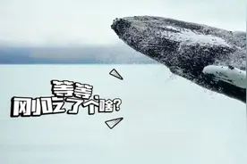 男子被鲸鱼吞下后逃生：里面又黏又黑，好吓人…鲸鱼：听我解释，这是个意外图片
