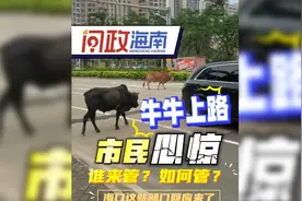 问政海南 | 城市道路上牛群出没谁来管？如何管？海口这些部门回应了图片