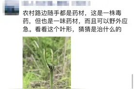 275元/斤！杭州有人挖到，农村随处可见，长相奇特……图片