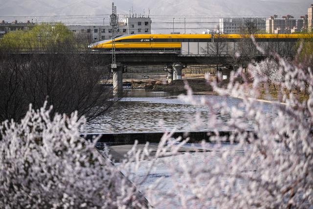 呼和浩特：青城桃花开