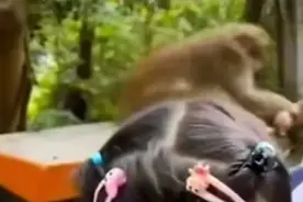 女孩与景区猴子合照，被拽住胳膊狠咬图片