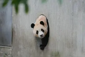 高清大图丨接“福”啦！“福宝”在卧龙神树坪基地和大家正式见面图片