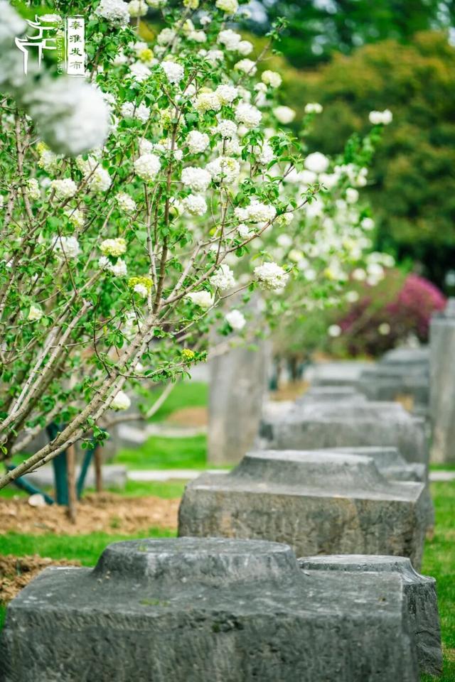 花样秦淮｜绣球花开