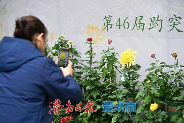 相聚泉畔共赏菊香，第46届趵突泉金秋菊展启幕