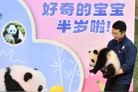 重庆动物园大熊猫“好奇”幼崽半岁了图片