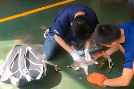 暖心救助！钥匙扣深嵌流浪猫腿上，热心市民、消防和医生联手施救图片