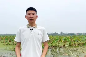 视频｜莲藕种植，解锁荷塘的“致富密码”图片