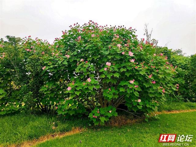 秋游时刻丨常德的秋天是什么颜色？答案是粉色的