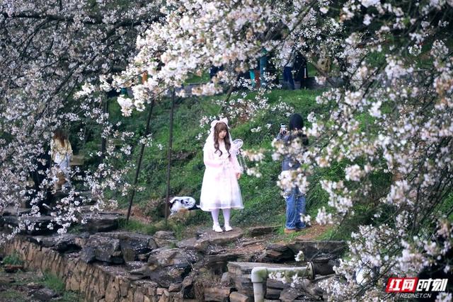 雨天赏花也浪漫！湖南省植物园樱花正盛，人少票好约